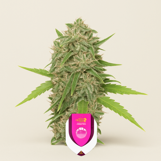 Skunk XL (RQS) Cannabis-Samen