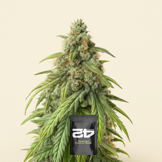 Pound Cake Auto feminisierte Samen (Fast Buds)