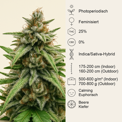 GG#4 Original Glue (BlimBurn Seeds) Cannabis-Samen
