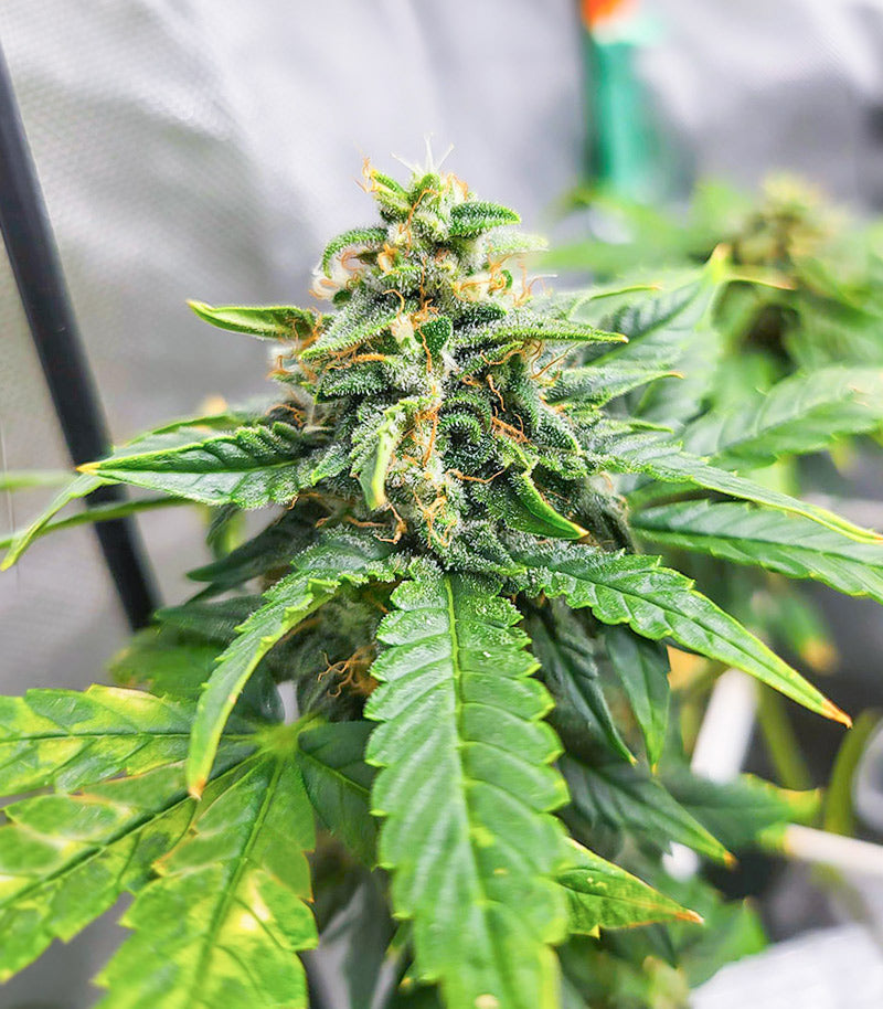 Dozy Doz Cannabispflanze – AlphaFem Seeds, Foto 3