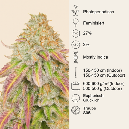 Grandaddy Banner feminisierte Samen (AlphaFem Seeds)