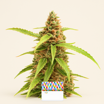 Scarlet Skunk Autoflower feminisierte Samen (EGS)