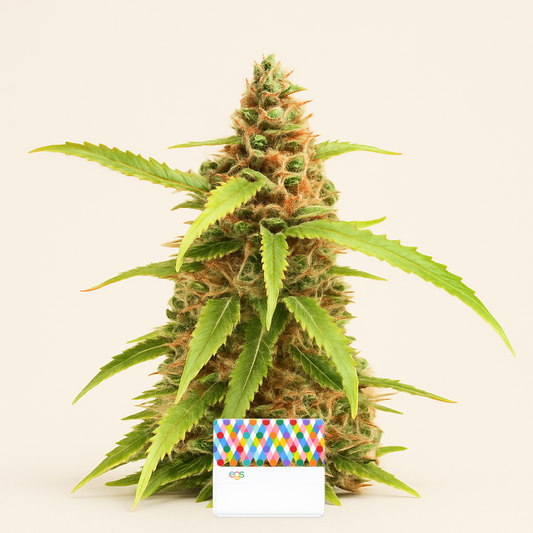 Scarlet Skunk Autoflower feminisierte Samen (EGS)