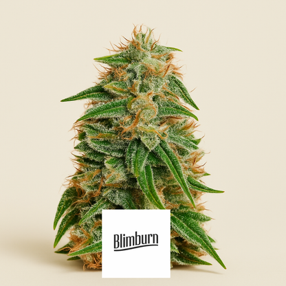 Bc Diesel (BlimBurn Seeds) Cannabis-Samen