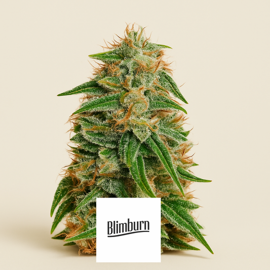 Bc Diesel (BlimBurn Seeds) Cannabis-Samen
