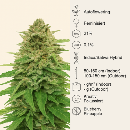 Pineapple Muffin Autoflower feminisierte Samen (Humboldt Seed Company)