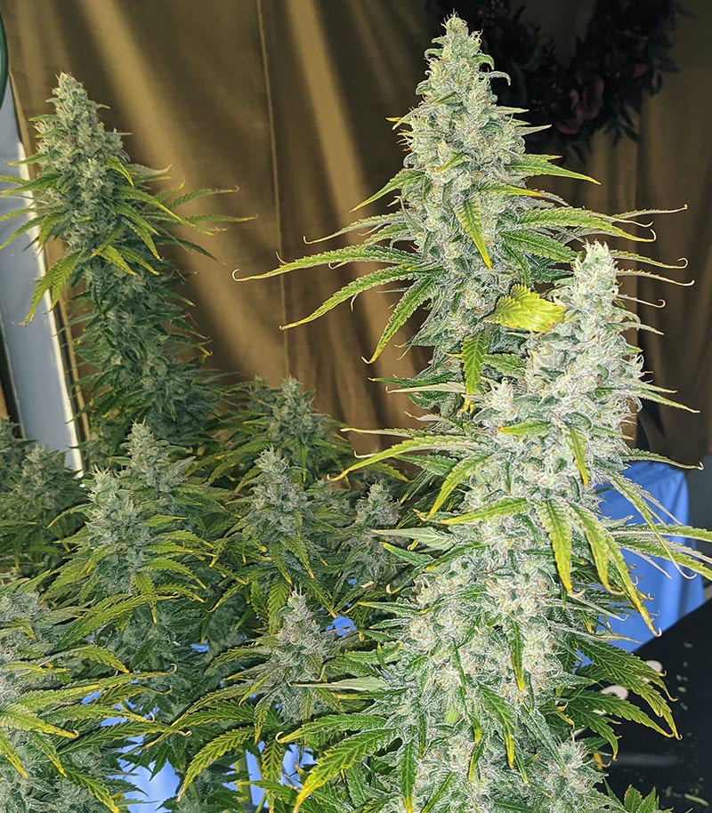 Eleven Roses Early Version Cannabispflanze – Delicious Seeds, Foto 2