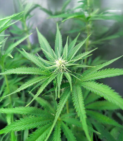 Strawberry Sangria Banana Autoflower Cannabispflanze – Seedkeepers, Foto 2
