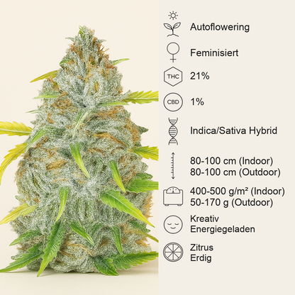 Original Auto AK (Fast Buds) Cannabis-Samen