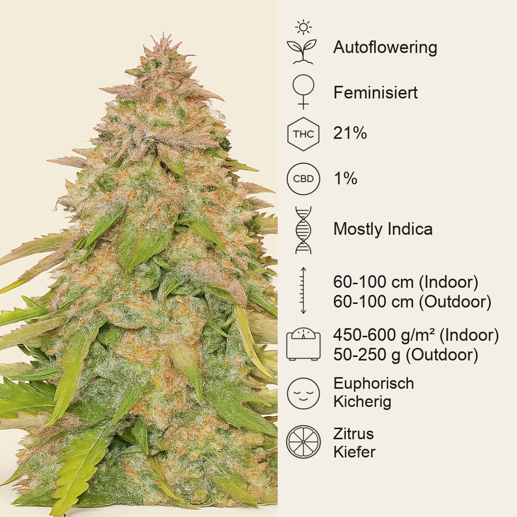 West Coast O.G. Auto (Fast Buds) Cannabis-Samen