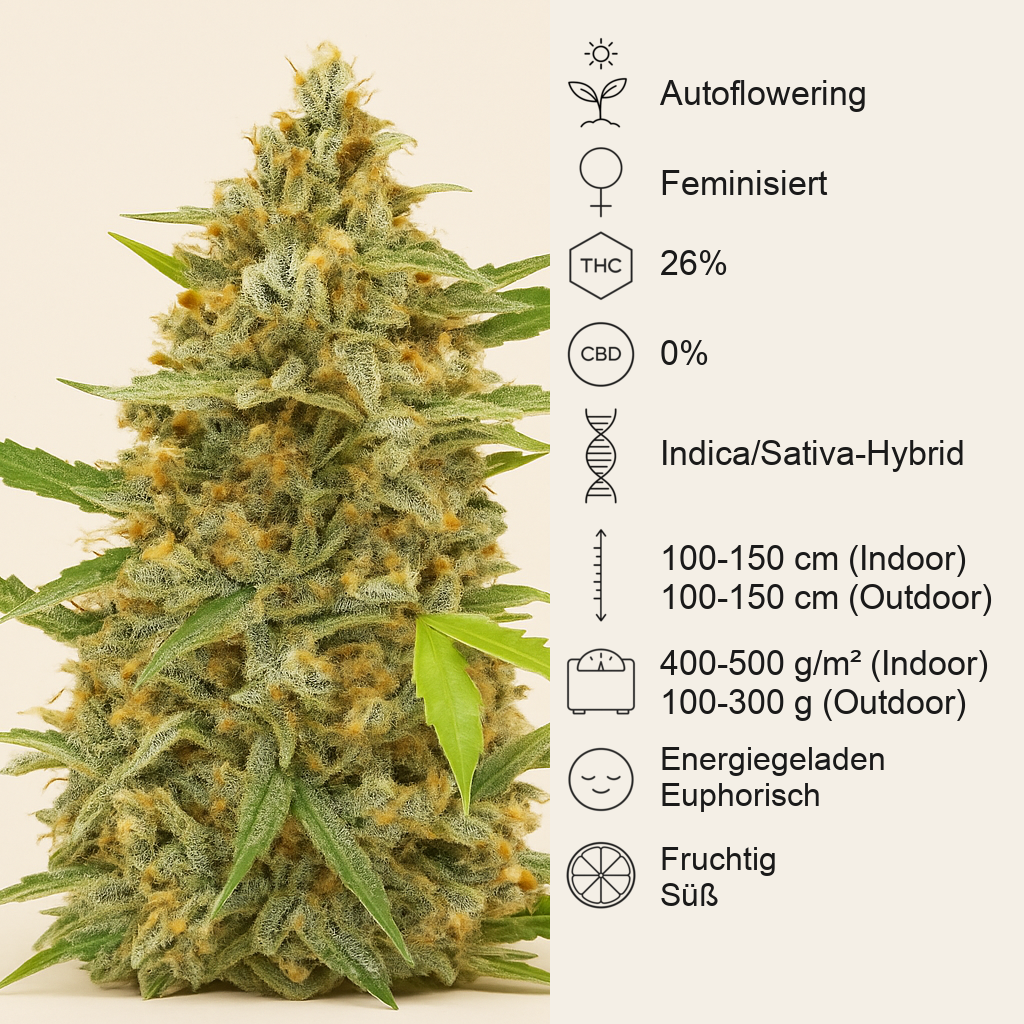 Auto Cinderella Jack (Dutch Passion) Cannabis-Samen