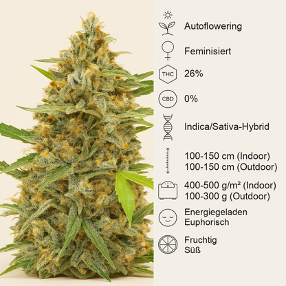 Auto Cinderella Jack (Dutch Passion) Cannabis-Samen