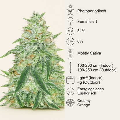 Orange Cream Pop feminisierte Samen (Humboldt Seed Company)