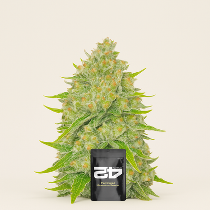 Papaya Cookies Auto feminisierte Samen (Fast Buds)