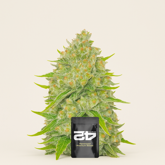 Papaya Cookies Auto feminisierte Samen (Fast Buds)