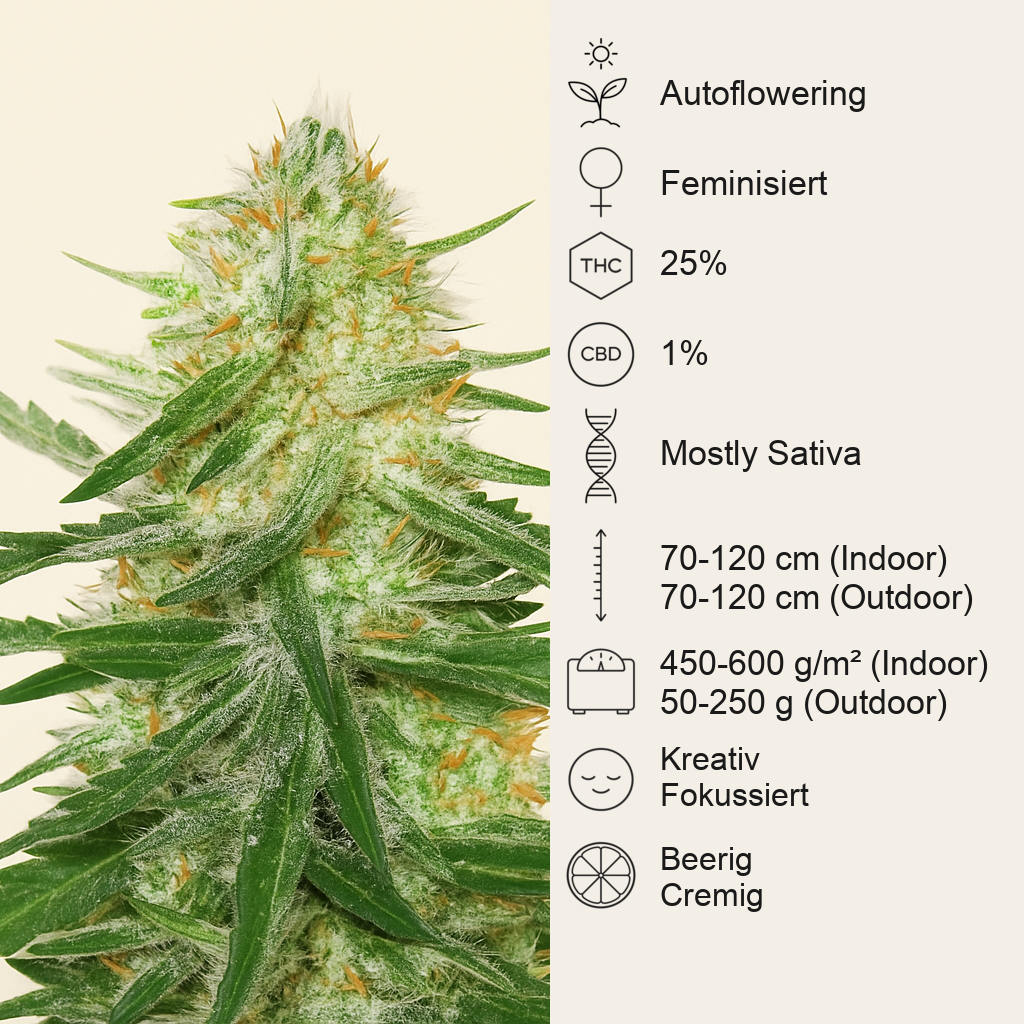 Ztrawberriez Auto feminisierte Samen (Fast Buds)