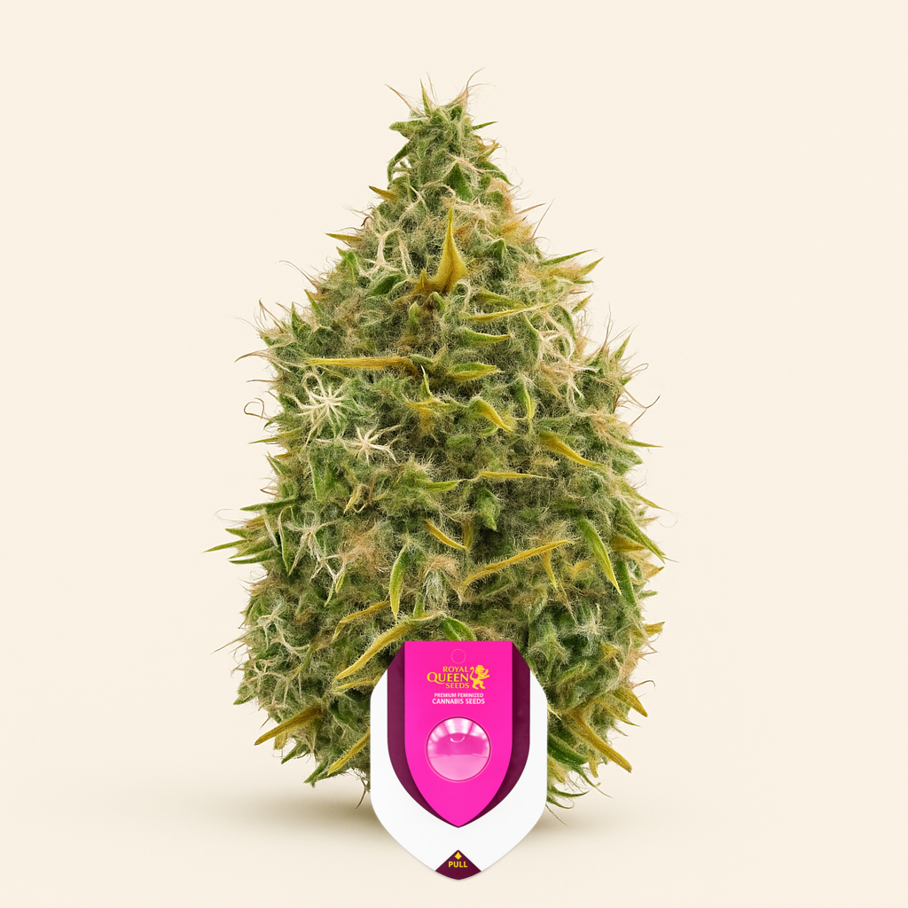 Royal AK Automatic (RQS) Cannabis-Samen