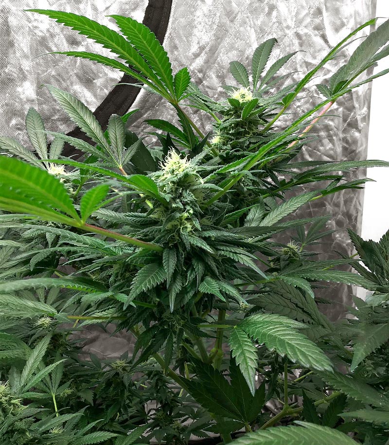The White Fire OG Cannabispflanze – Seedkeepers, Foto 2