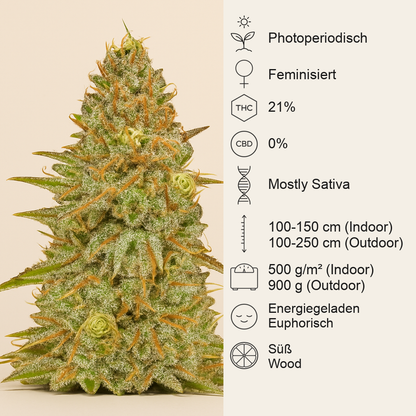 Critical Super Silver Haze (Delicious Seeds)