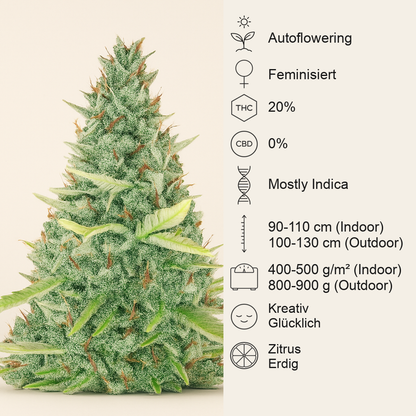 Critical XXL Auto (Herbies Seeds)