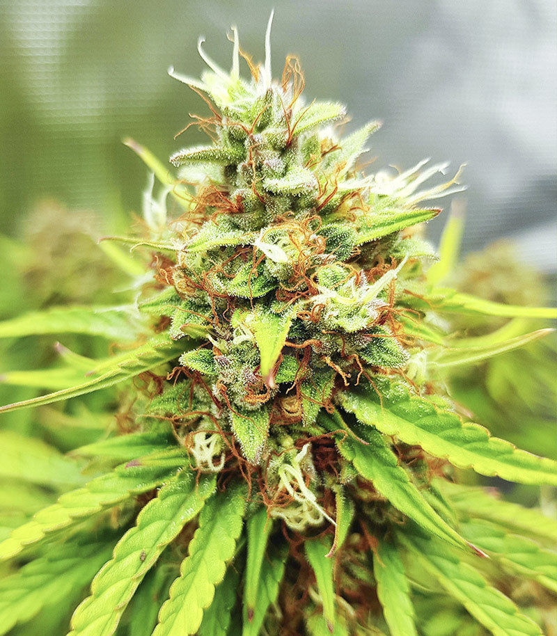 Skywalker Haze Cannabispflanze – Dutch Passion, Foto 9