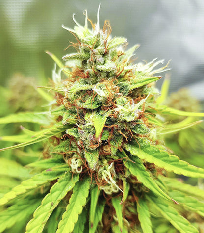 Skywalker Haze Cannabispflanze – Dutch Passion, Foto 9
