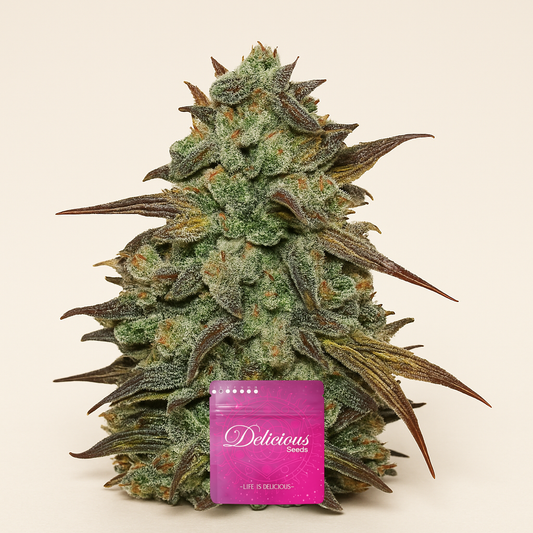 Eleven Roses feminisierte Samen (Delicious Seeds)