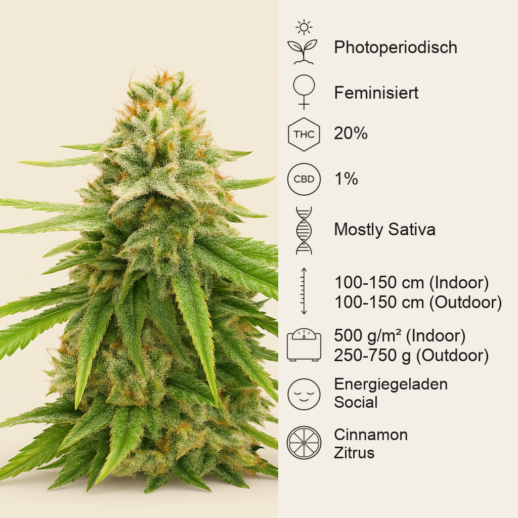 Amsterdam Amnesia feminisierte Samen (Dutch Passion)