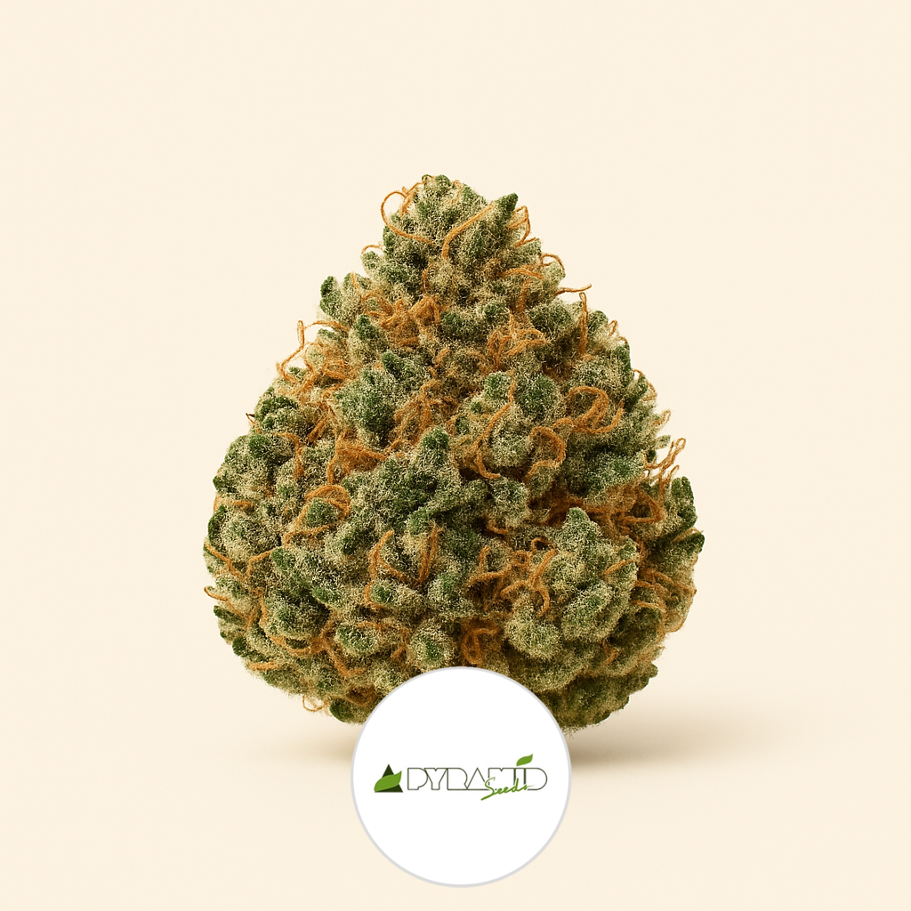 Auto New York City CBD (Pyramid Seeds) Cannabis-Samen