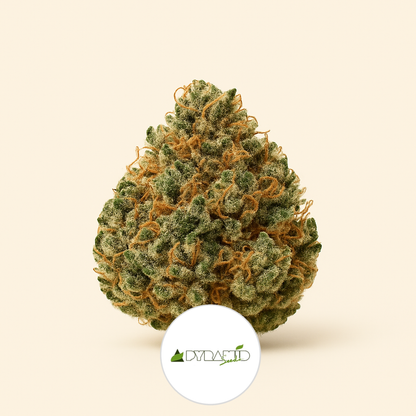 Auto New York City CBD (Pyramid Seeds) Cannabis-Samen