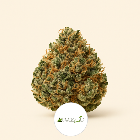 Auto New York City CBD (Pyramid Seeds) Cannabis-Samen