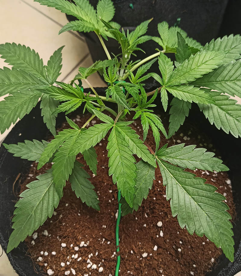 Strawberry Banana Auto Cannabispflanze – Fast Buds, Foto 1