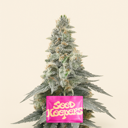 Purple Punch F1 feminisierte Samen (Seedkeepers)