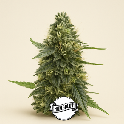Mango Sherbert Autoflower feminisierte Samen (Humboldt Seed Company)
