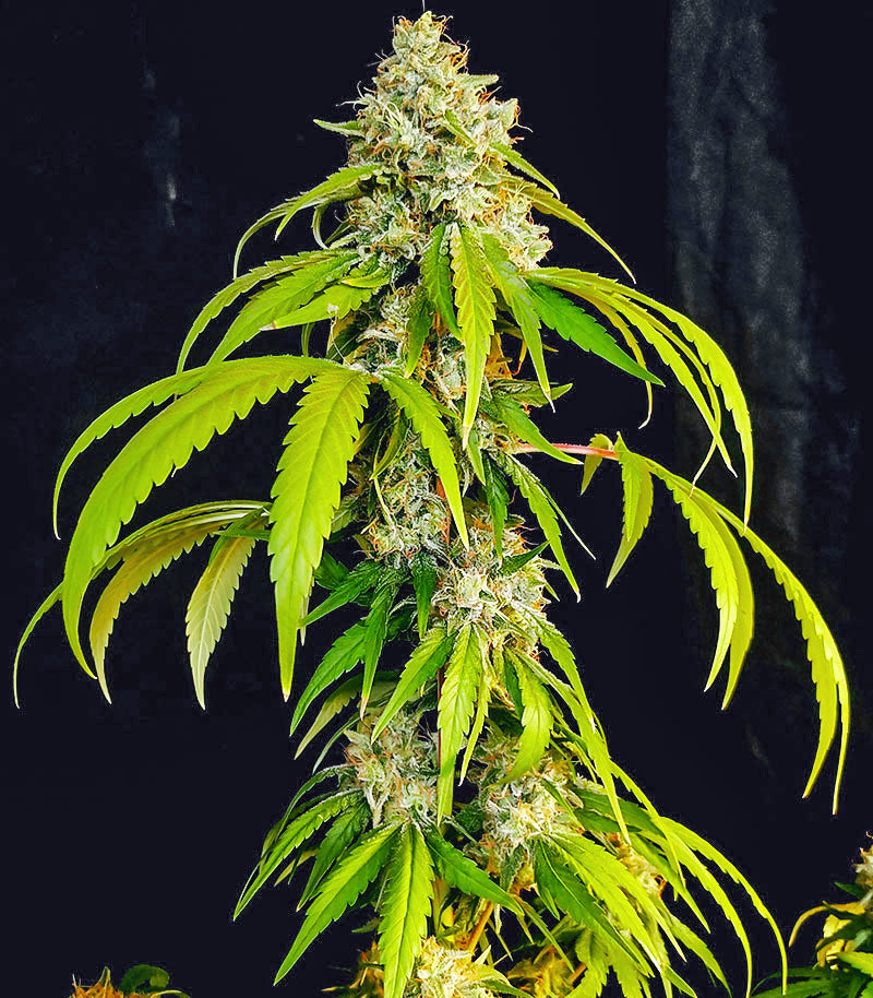 OG Kush Fast Version Cannabispflanze – EGS, Foto 2