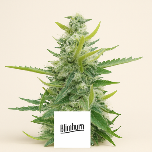 Ak Automatic (BlimBurn Seeds) Cannabis-Samen