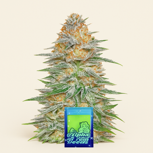 🎁 Alpha 21 feminisierte Samen (AlphaFem Seeds) (100% off)