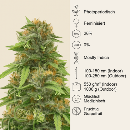 Golosa Early Version Samen feminisiert (Delicious Seeds)
