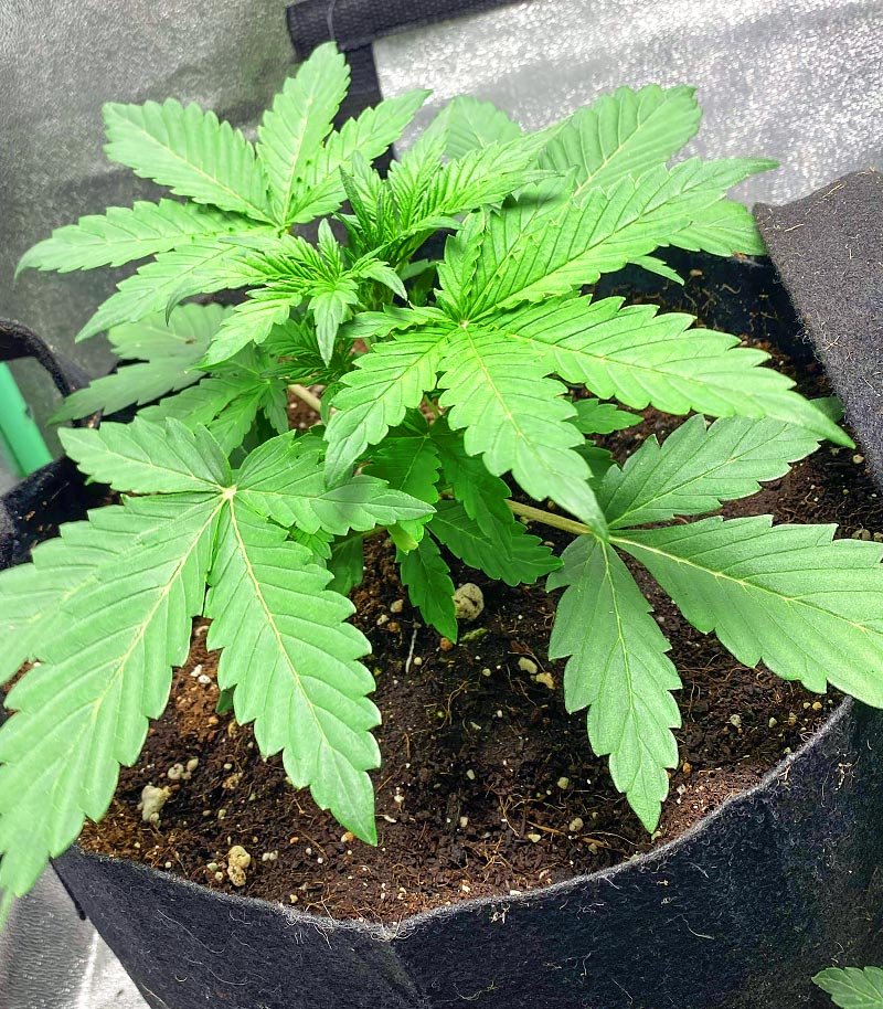 Purple Juice Auto Cannabispflanze – Herbies Seeds, Foto 6