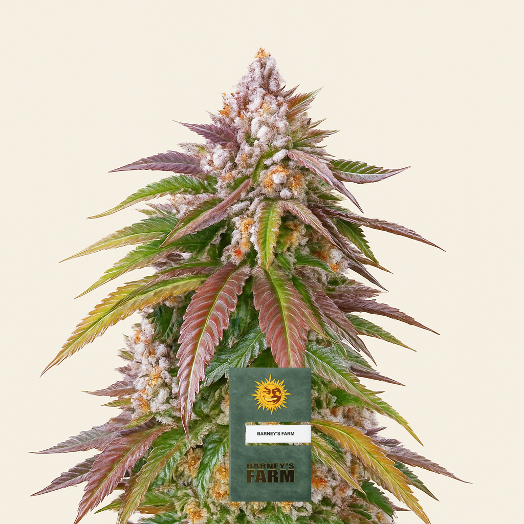 Kush Mintz feminisiertes Saatgut (Barney's Farm)