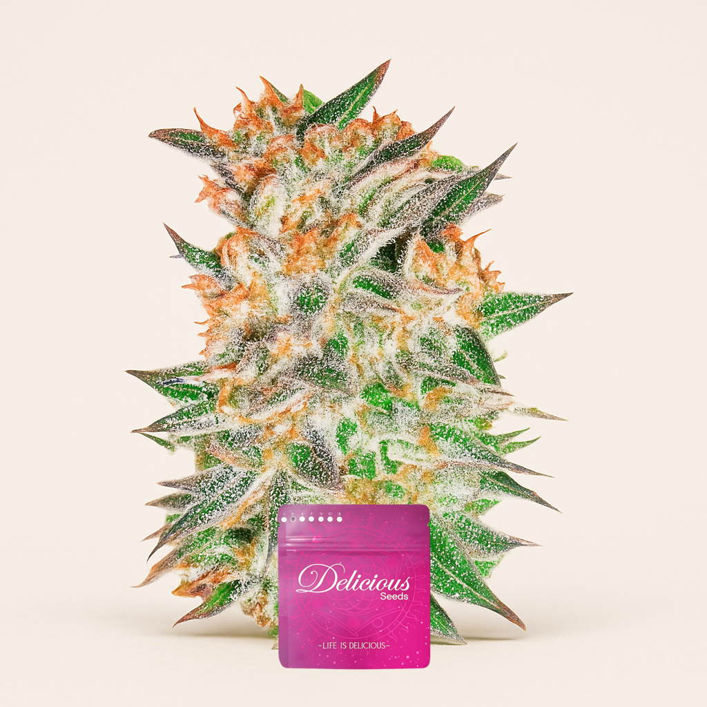 Delicious Candy Auto (Delicious Seeds) Cannabis-Samen
