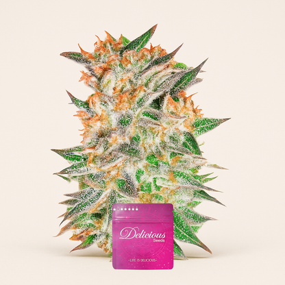 Delicious Candy Auto (Delicious Seeds) Cannabis-Samen