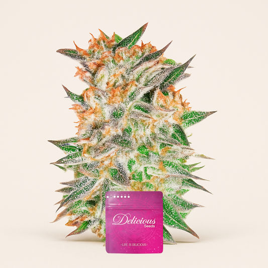 Delicious Candy Auto (Delicious Seeds) Cannabis-Samen