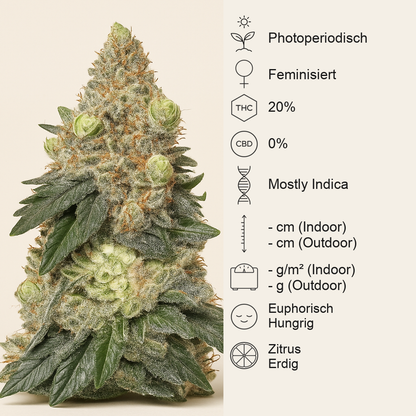 Girl Scout Cookies (Seedstockers) Cannabis-Samen