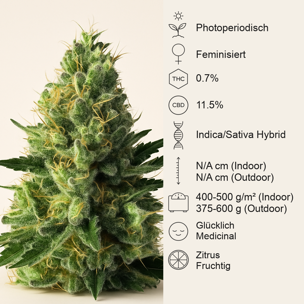 Sweet Pure CBD (Sweet Seeds) Cannabis-Samen