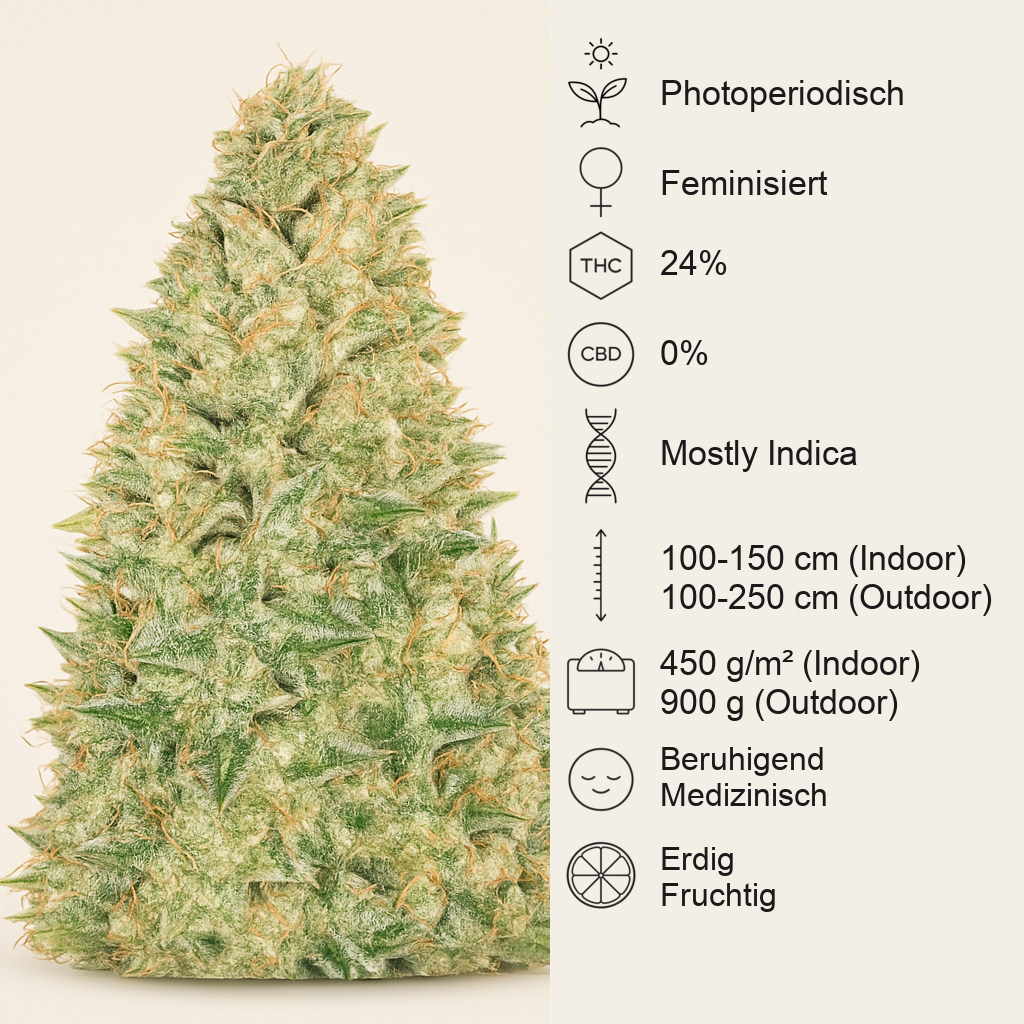 Black Russian (Delicious Seeds) Cannabis-Samen