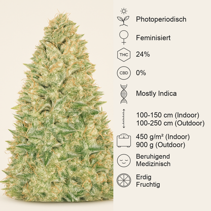 Black Russian (Delicious Seeds) Cannabis-Samen