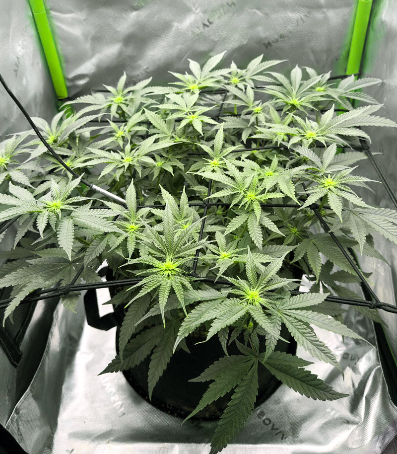 Jelly Donutz Autoflower Cannabispflanze – Humboldt Seed Company, Foto 4
