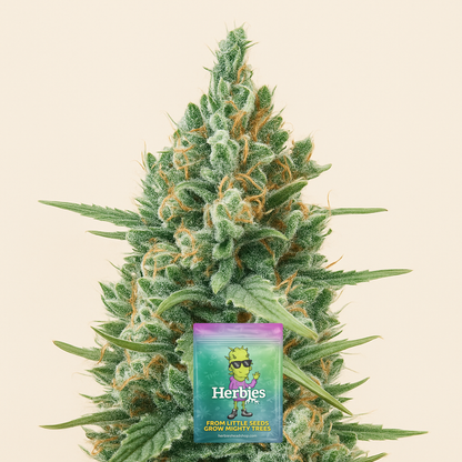 Godzilla Original Glue GG#4 Auto-Samen (Herbies Seeds)