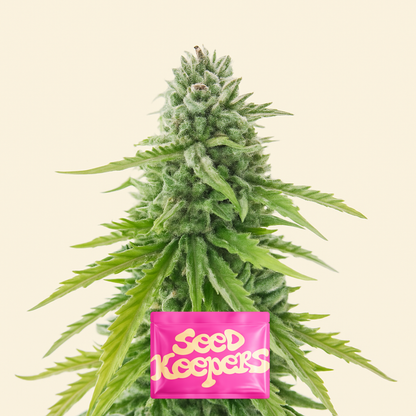 Florida Sunrise Autoflower feminisierte Samen (Seedkeepers)